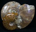 Double Cleoniceras Ammonite Specimen - #10155-2